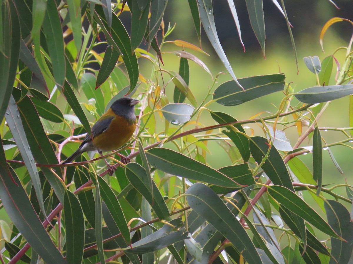 Peruvian Sierra Finch - ML633192322