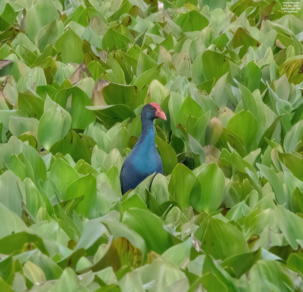 Philippine Swamphen - ML633192465