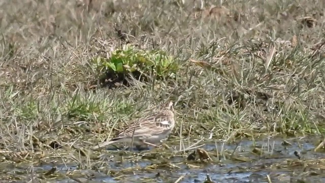 Smith's Longspur - ML633192541