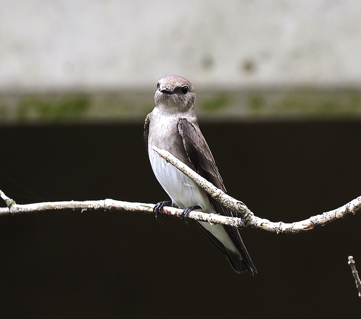 Northern Rough-winged Swallow - ML633192611