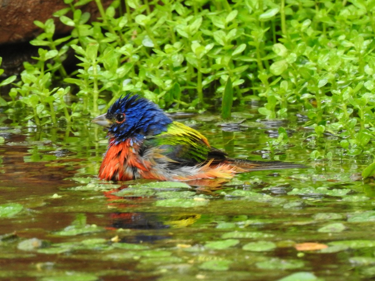 Painted Bunting - ML633192649