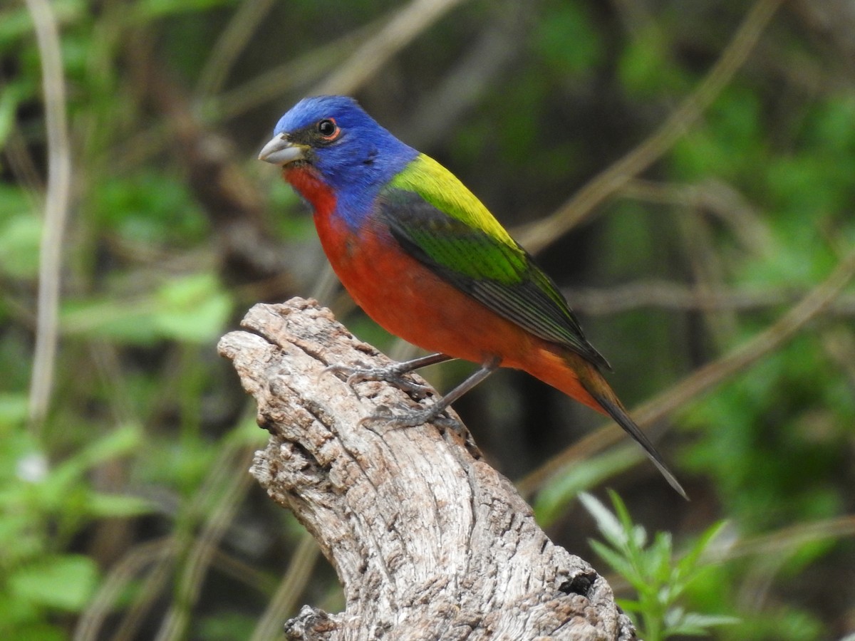 Painted Bunting - ML633192650