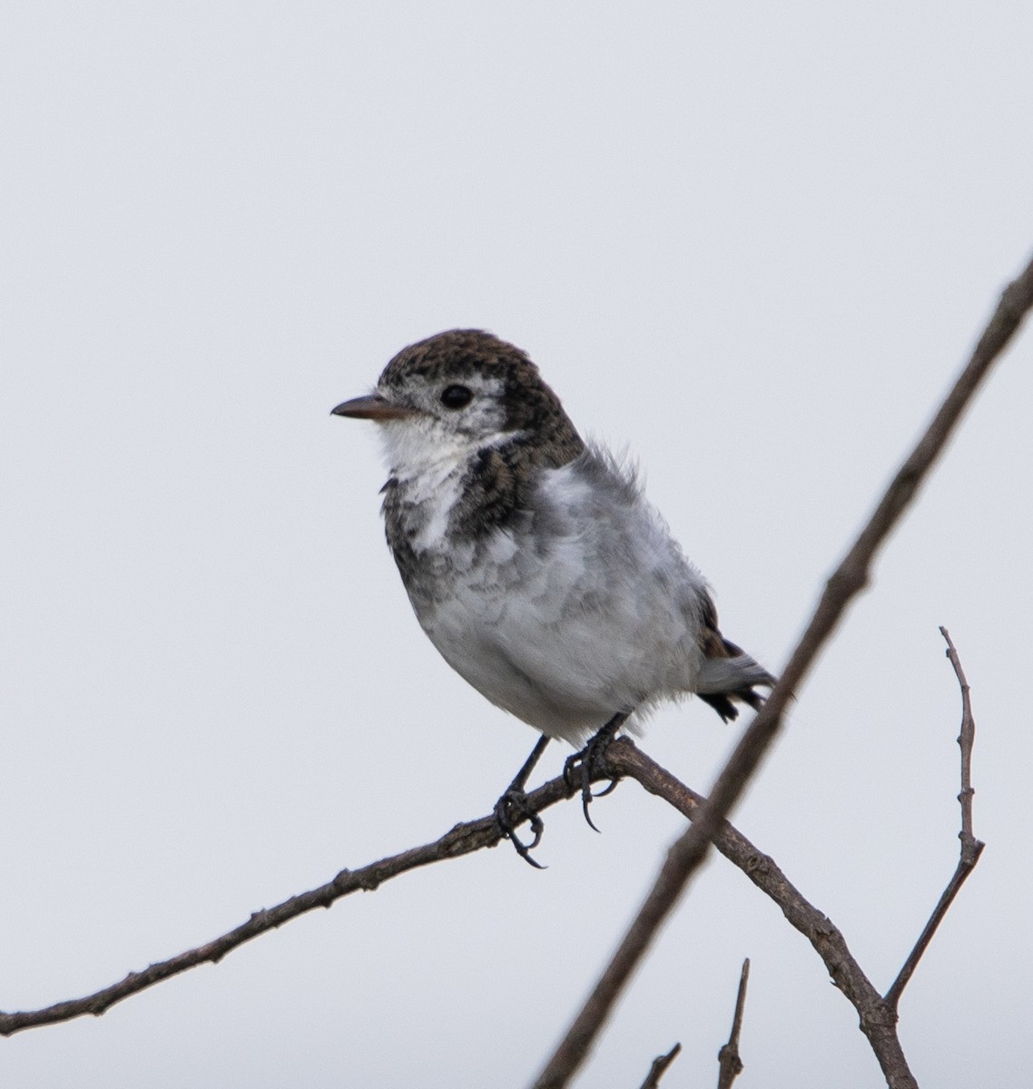 Cock-tailed Tyrant - ML633192772
