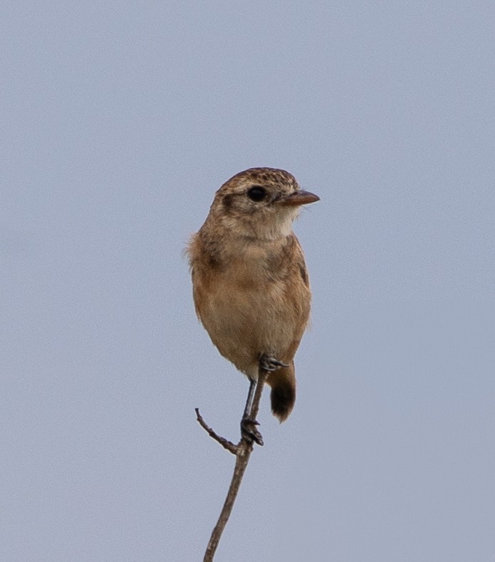 Cock-tailed Tyrant - ML633192773