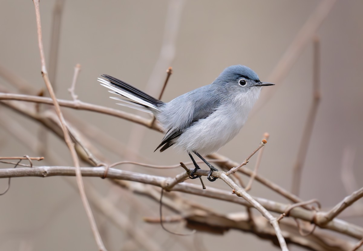 Gökrengi Bitkuşu (caerulea) - ML633192778