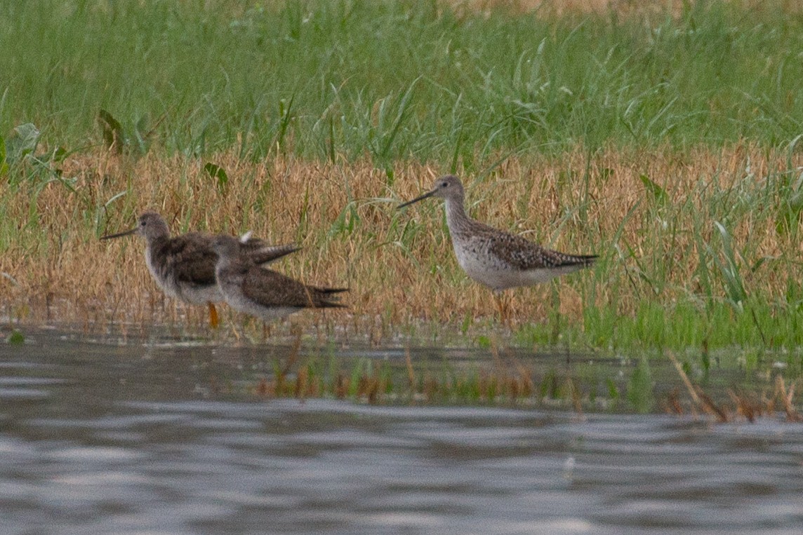 plystresnipe - ML633193033