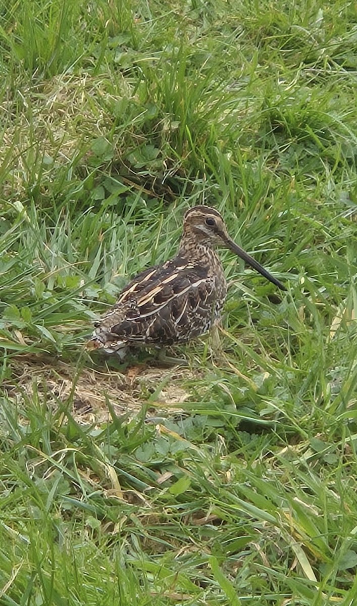 Wilson's Snipe - ML633193205