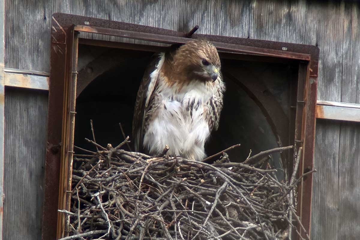Red-tailed Hawk - ML633193258