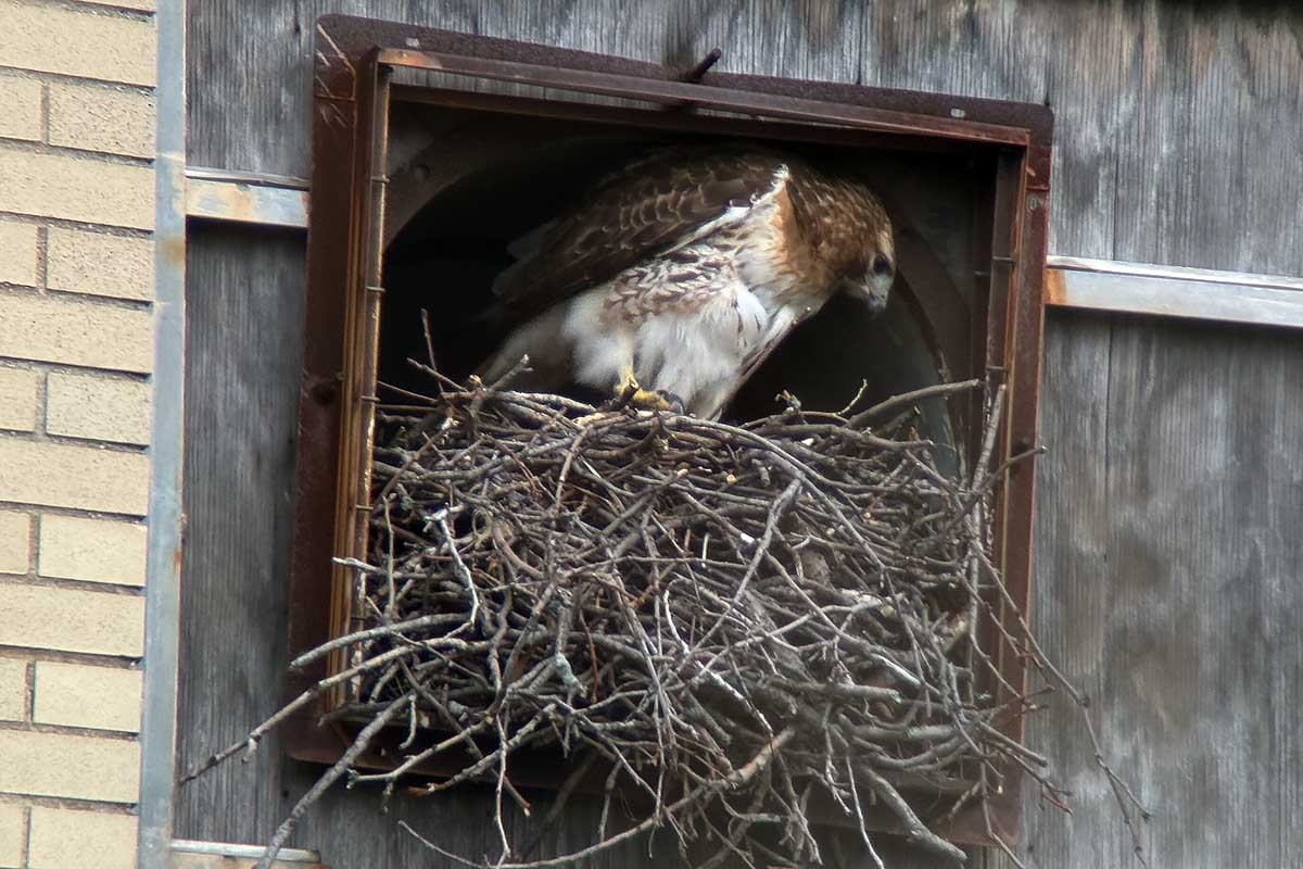 Red-tailed Hawk - ML633193261