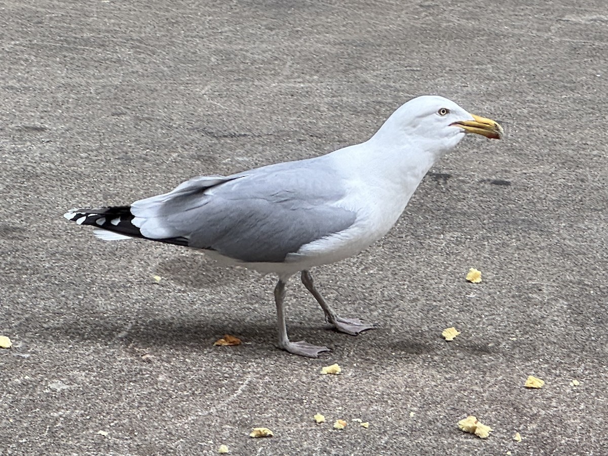 American Herring Gull - ML633193264