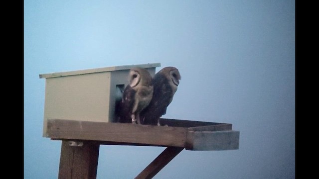 American Barn Owl - ML633193273