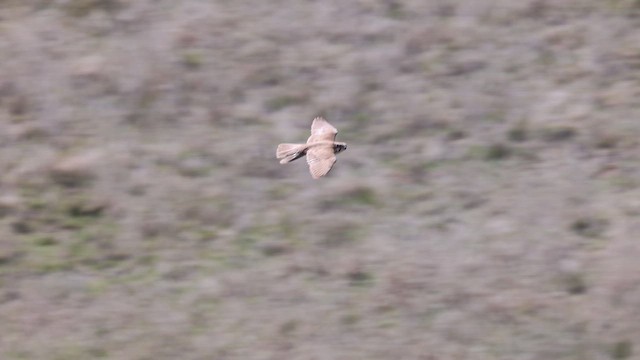 Prairie Falcon - ML633193423