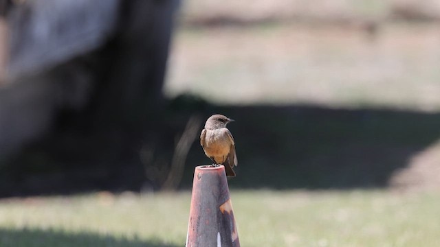 Say's Phoebe - ML633193435
