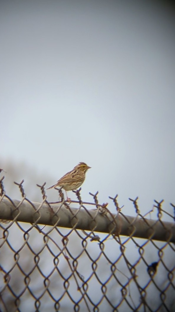 Savannah Sparrow - ML633193522