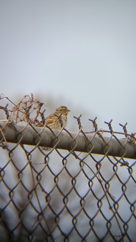 Savannah Sparrow - ML633193523