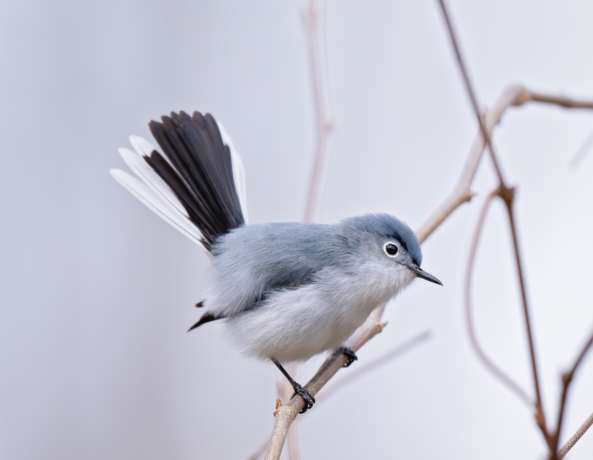 Gökrengi Bitkuşu (caerulea) - ML633193603