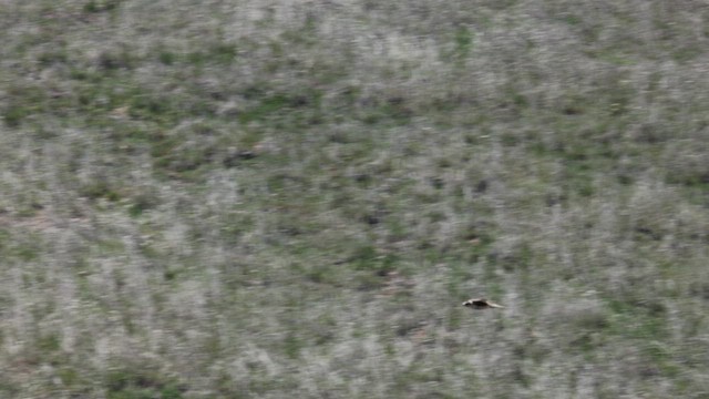 Prairie Falcon - ML633193616