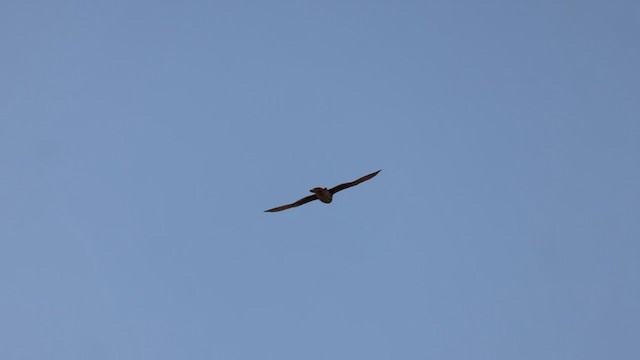 Prairie Falcon - ML633193618
