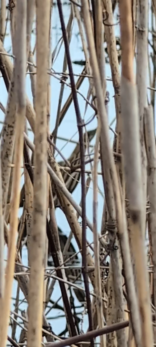 bukač severoamerický - ML633193619