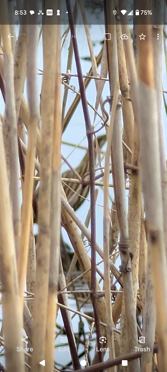 bukač severoamerický - ML633193620