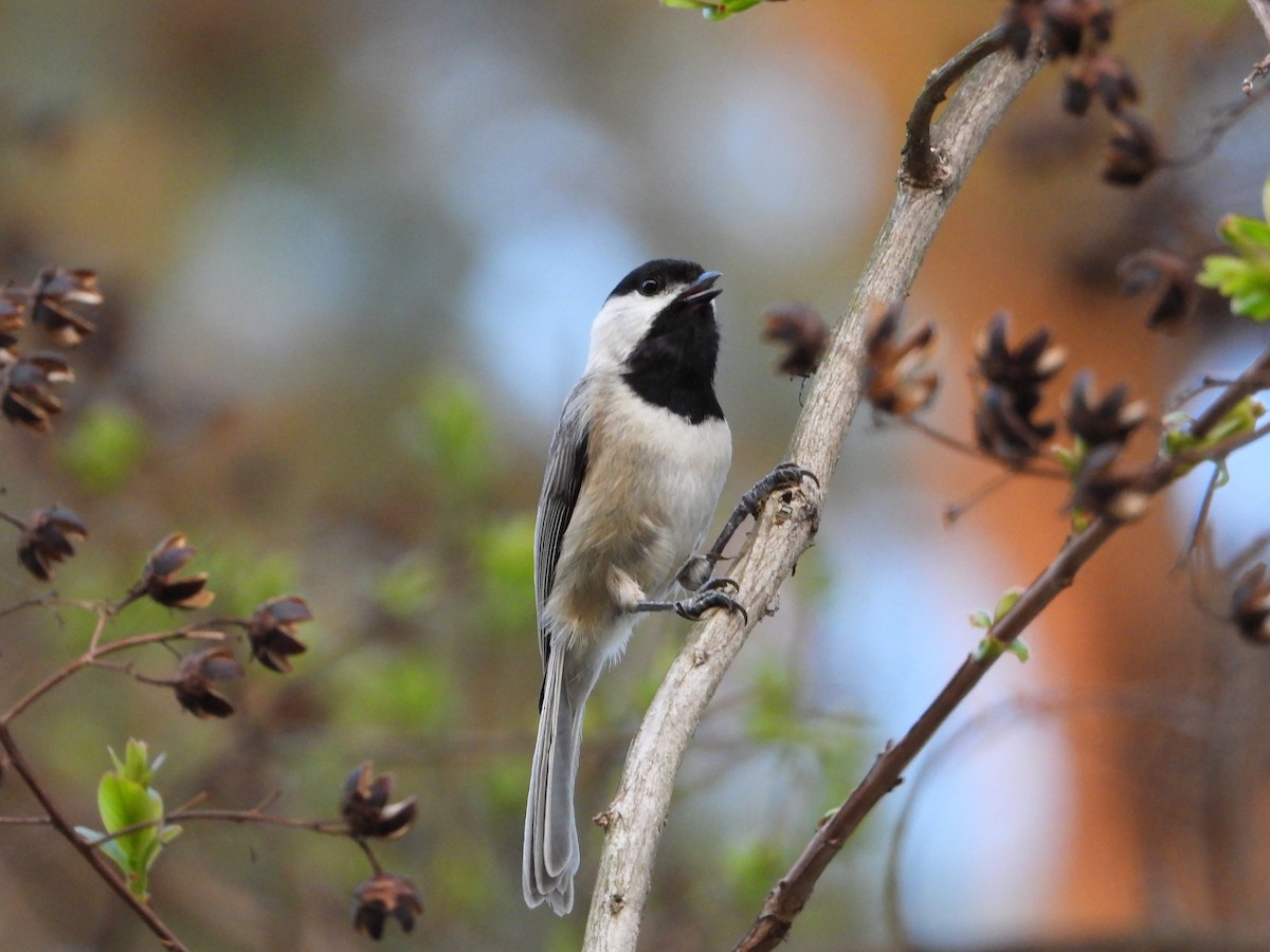 Carolina Chickadee - ML633193686
