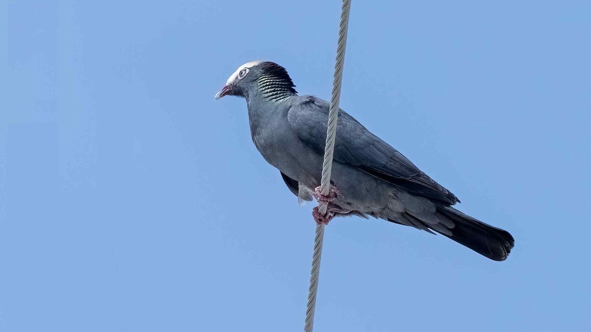 White-crowned Pigeon - ML633193743