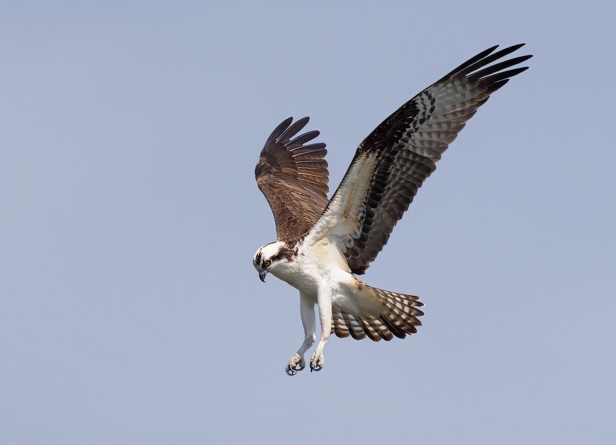 魚鷹 - ML633193771