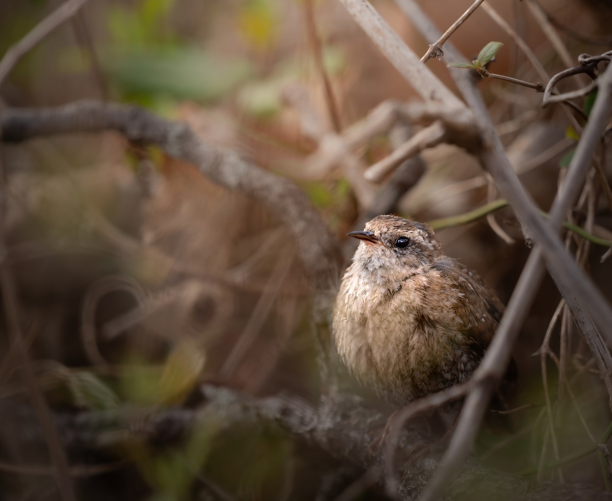 Winter Wren - ML633193831