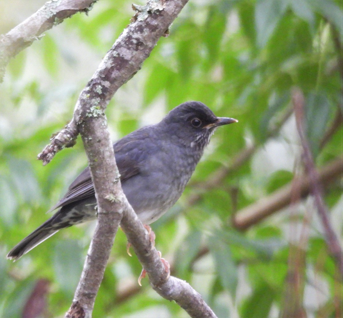 Andean Slaty Thrush - ML633193890