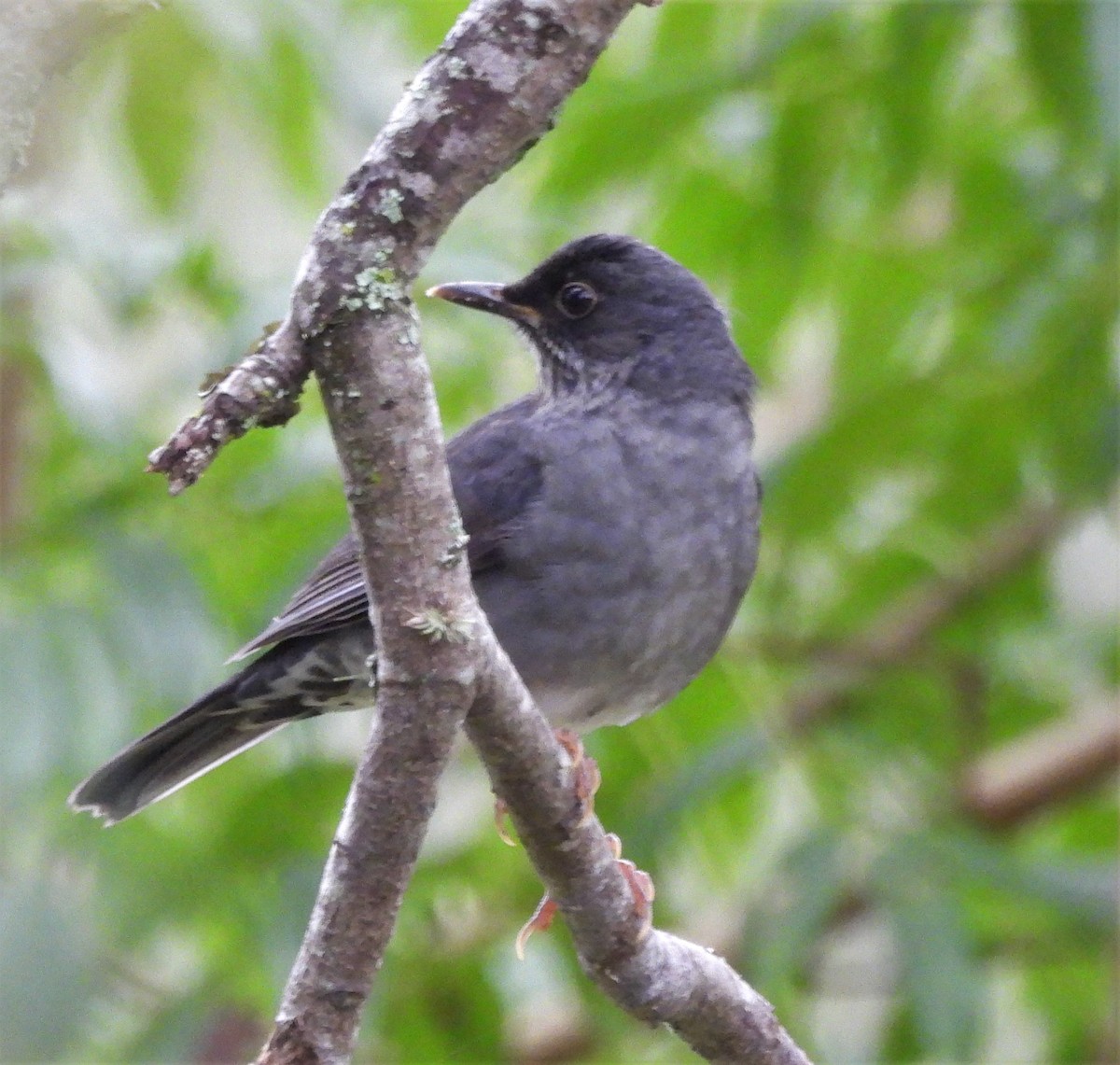 Andean Slaty Thrush - ML633193891