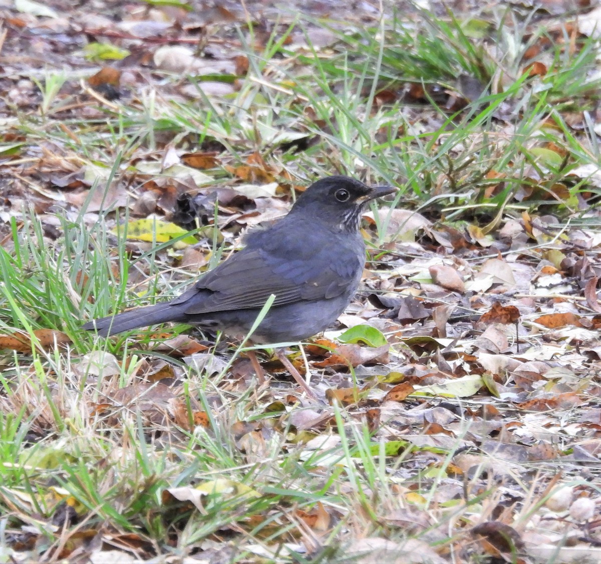 Andean Slaty Thrush - ML633193892
