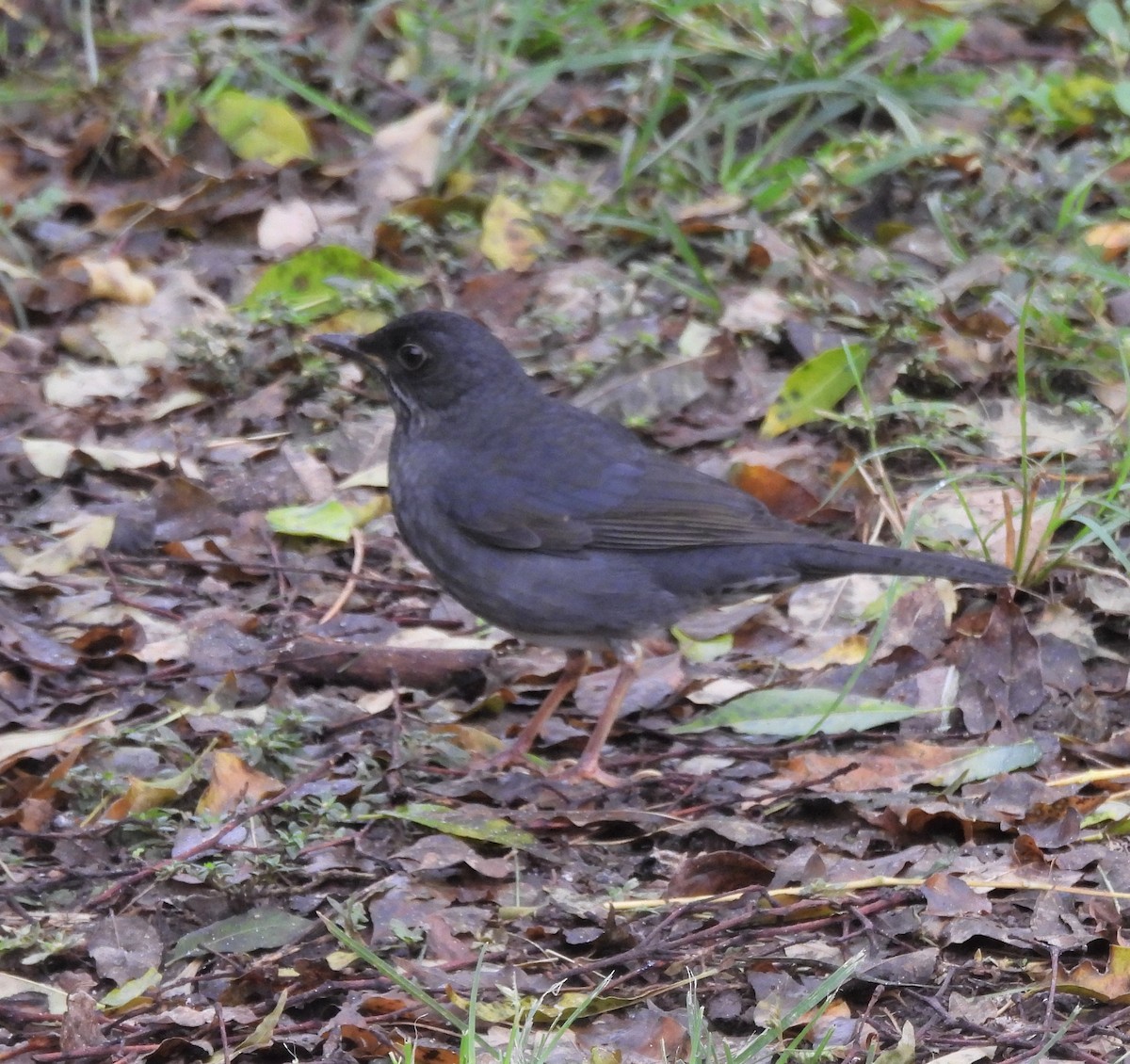 Andean Slaty Thrush - ML633193893