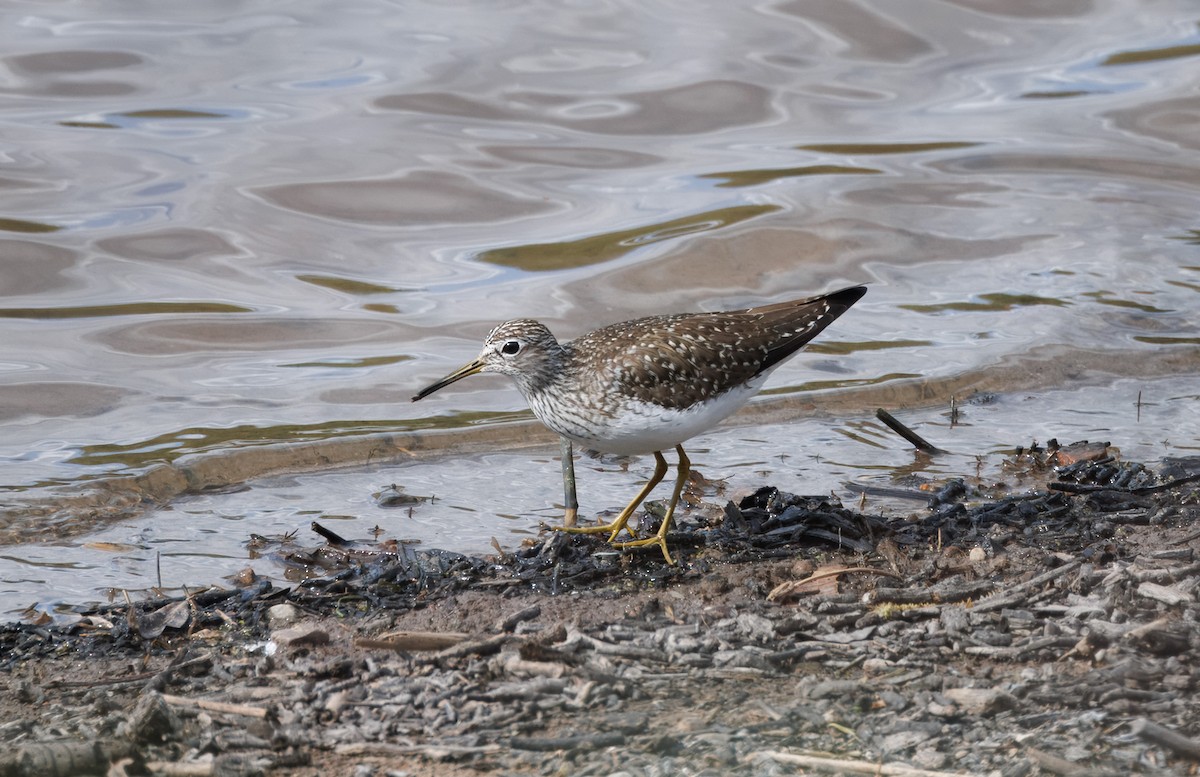 Solitary Sandpiper - John Callender