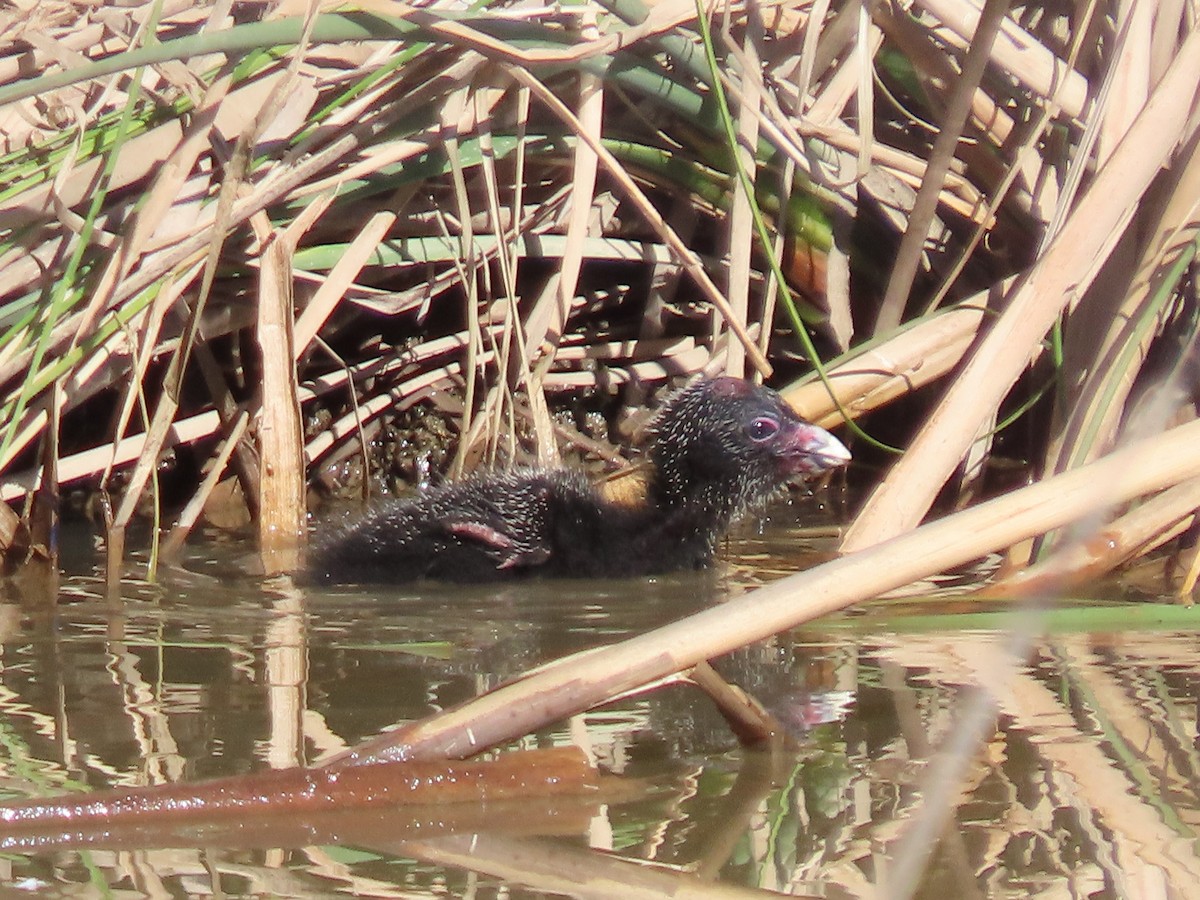 Australasian Swamphen - ML633193909
