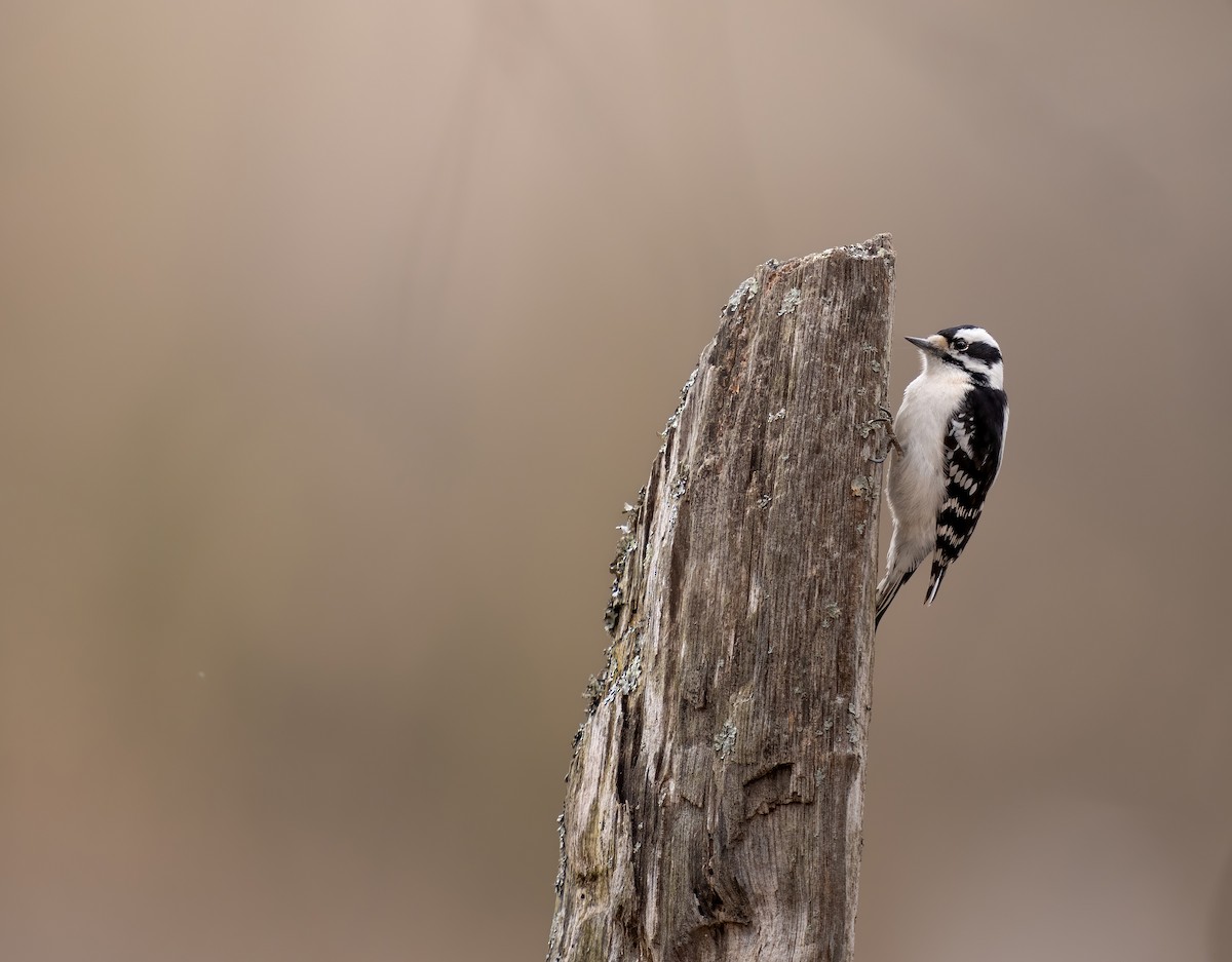Downy Woodpecker - ML633193935