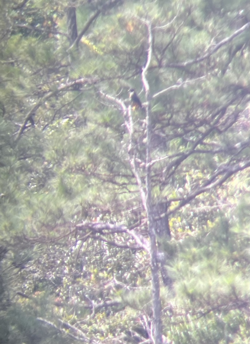 Orange-breasted Falcon - ML633194062