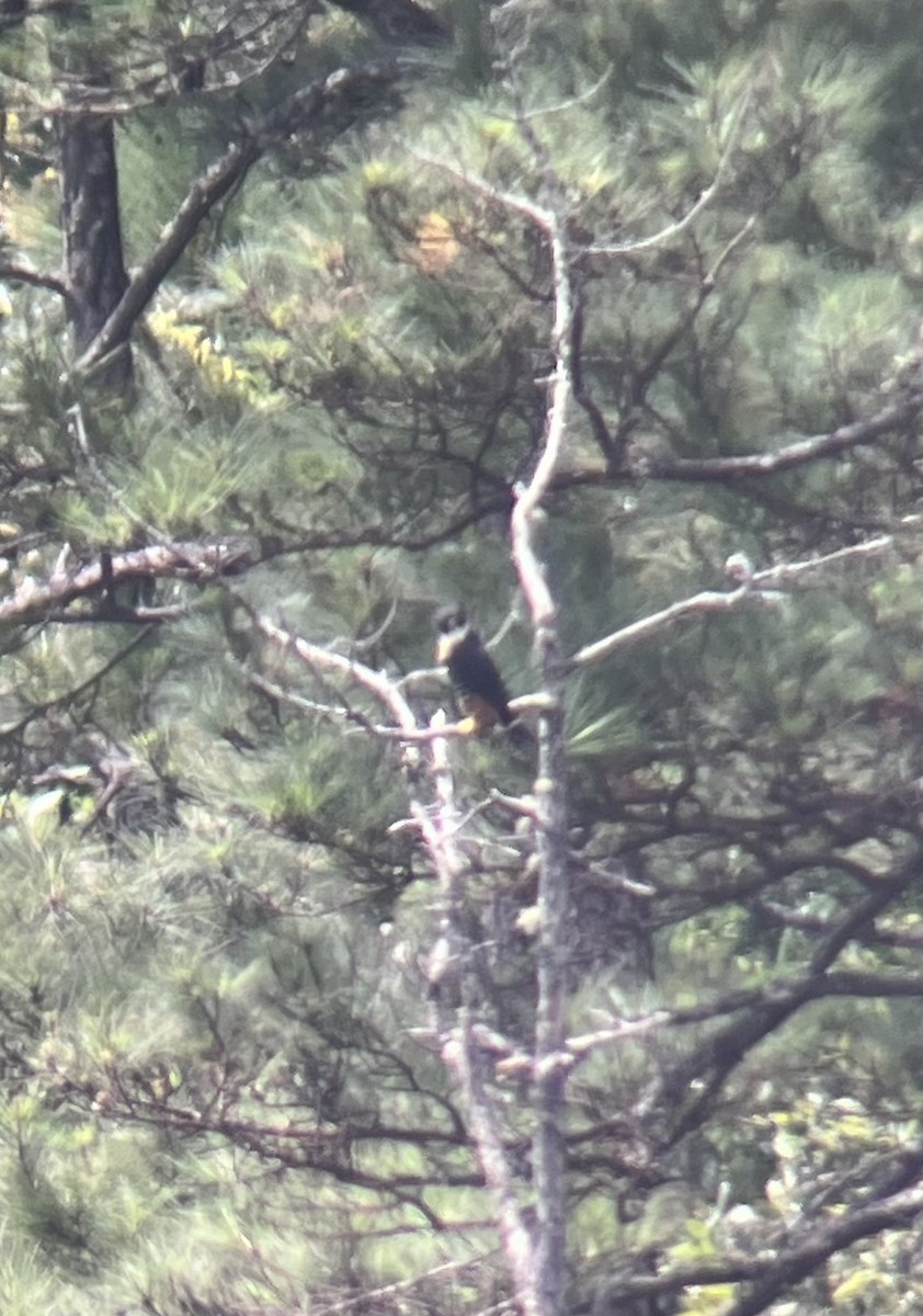 Orange-breasted Falcon - ML633194063