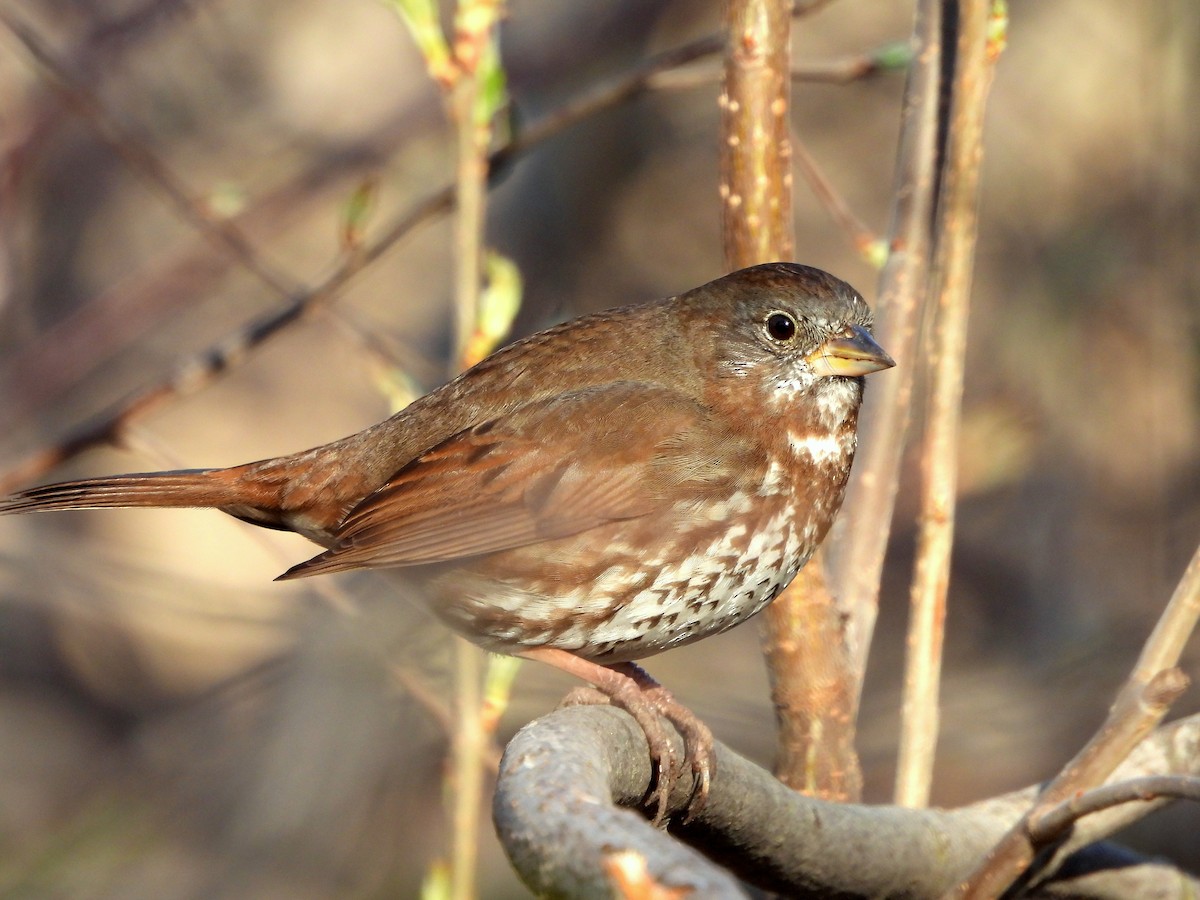 Fox Sparrow - ML633194137