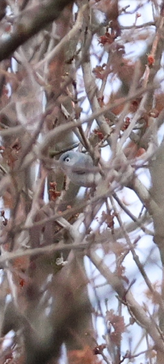 Blue-gray Gnatcatcher - ML633194425