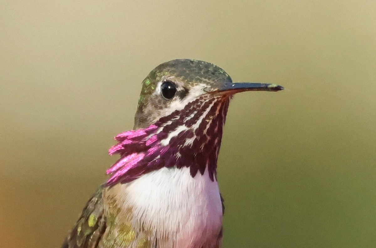 Calliope Hummingbird - ML633194440