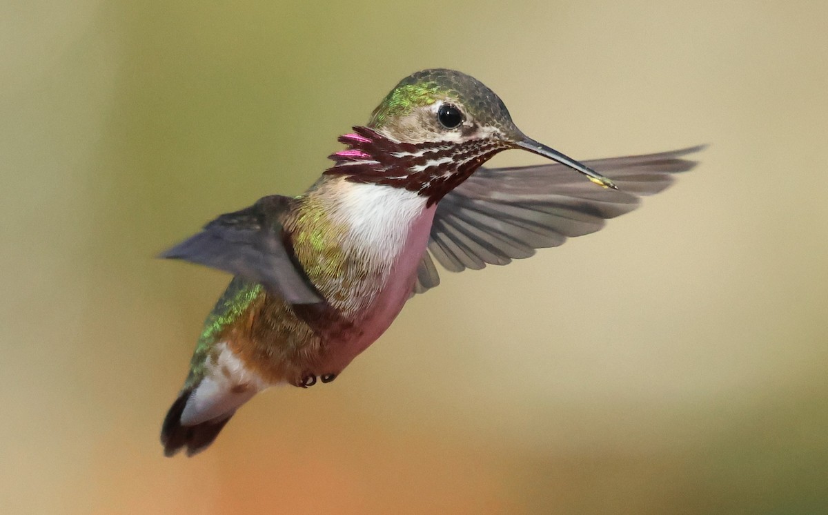 Calliope Hummingbird - ML633194441