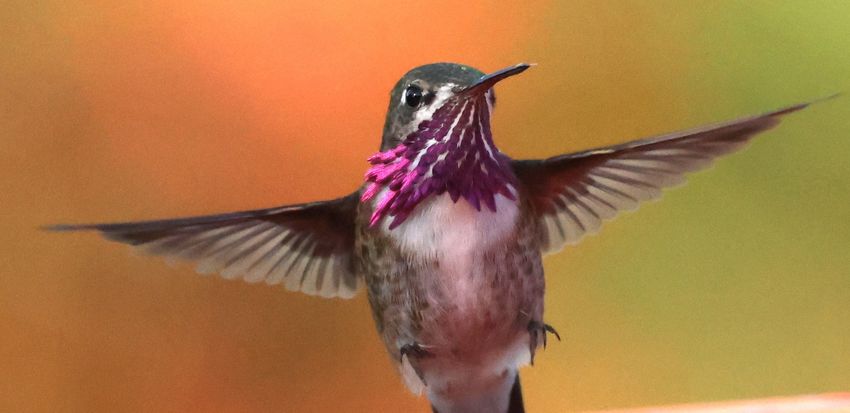 Calliope Hummingbird - ML633194449