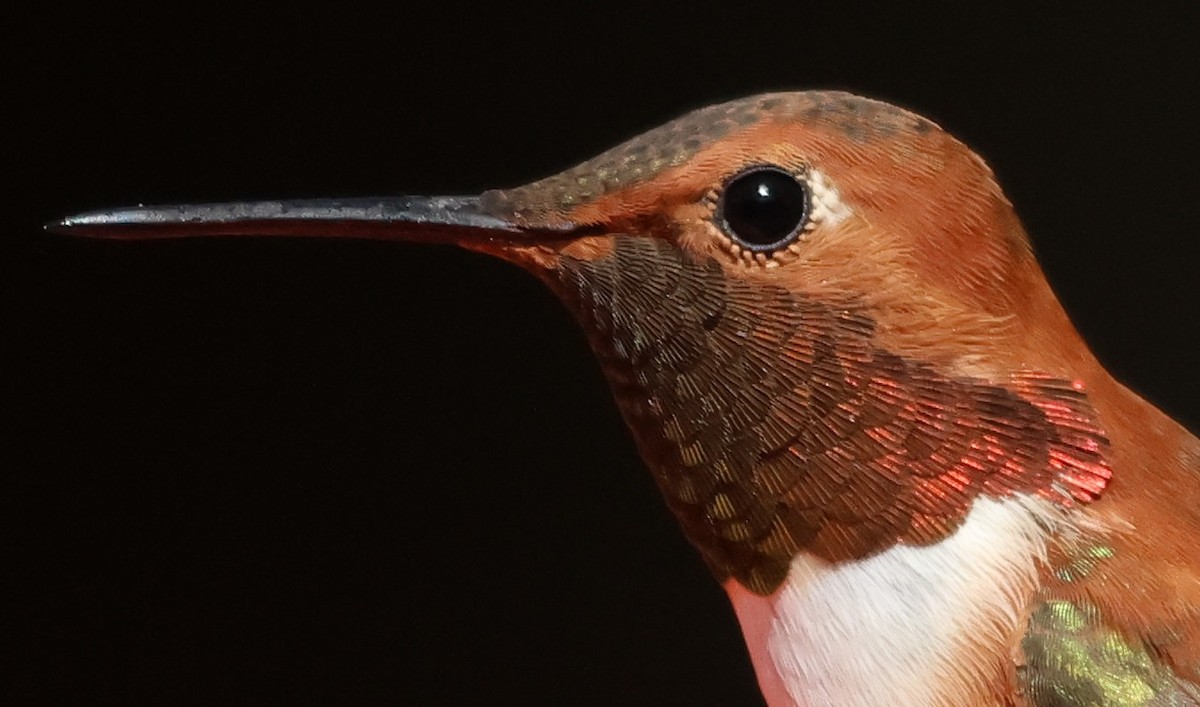 Rufous Hummingbird - ML633194476