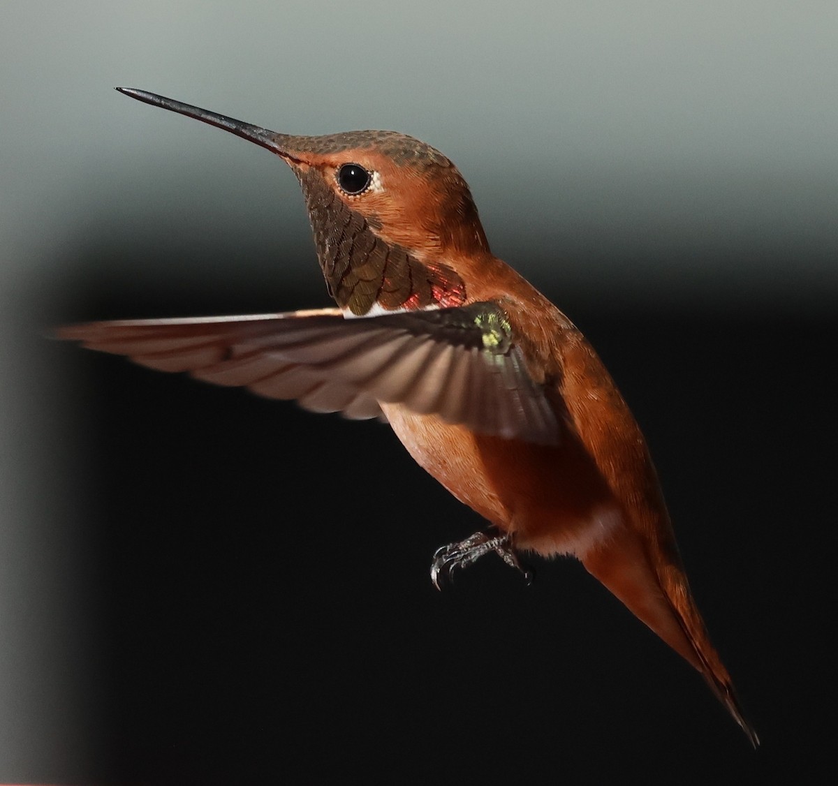 Rufous Hummingbird - ML633194477