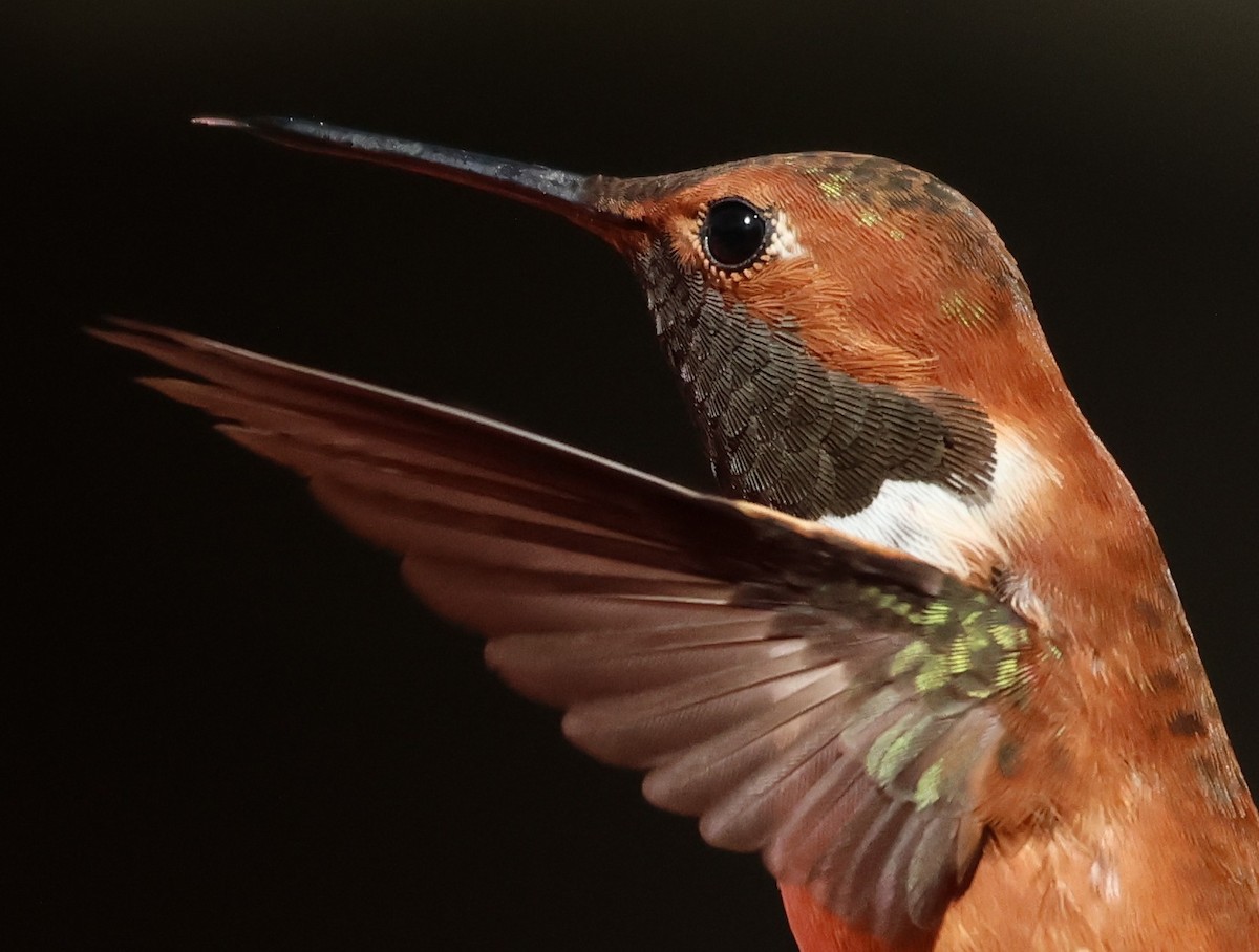 Rufous Hummingbird - ML633194479