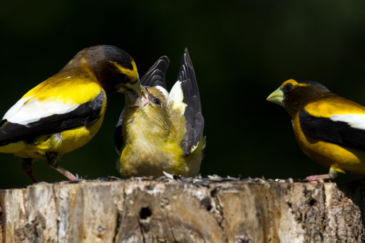 Evening Grosbeak - David  Franzen