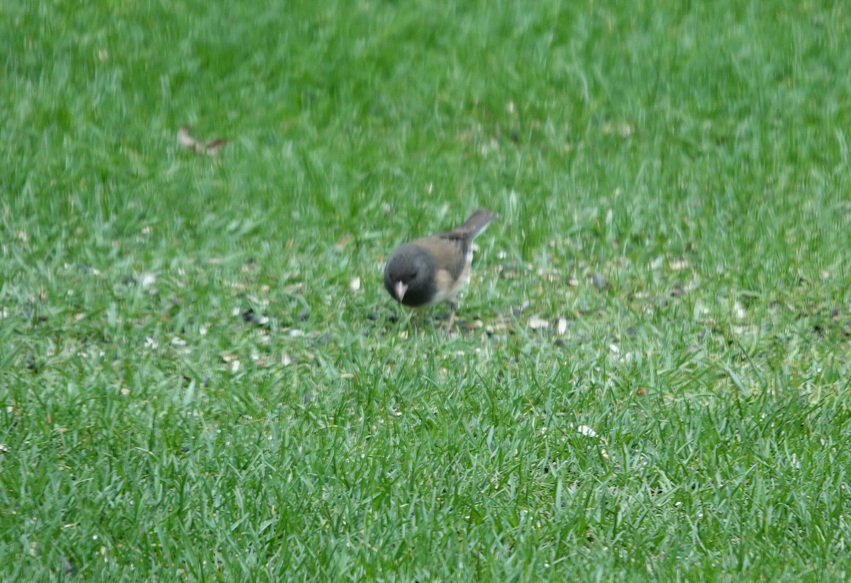 Dark-eyed Junco (Oregon) - ML633194605