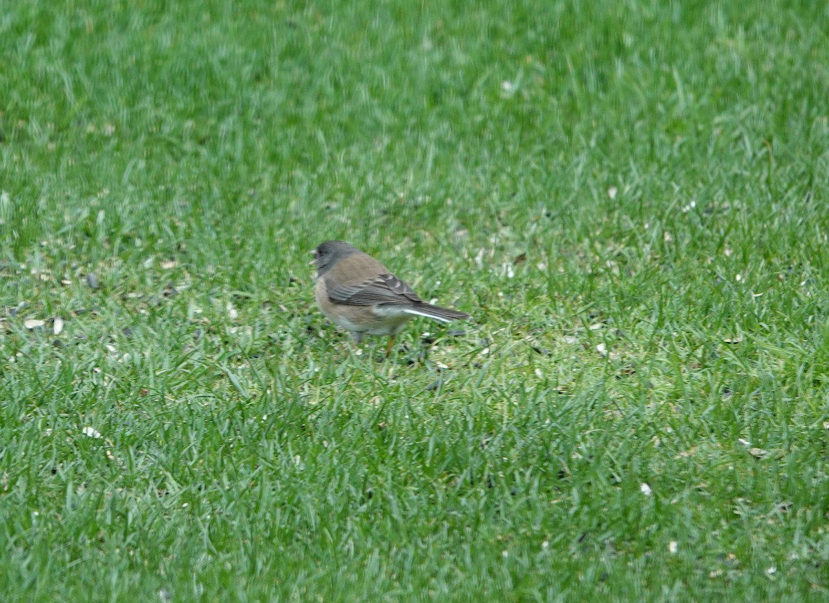 Dark-eyed Junco (Oregon) - ML633194606