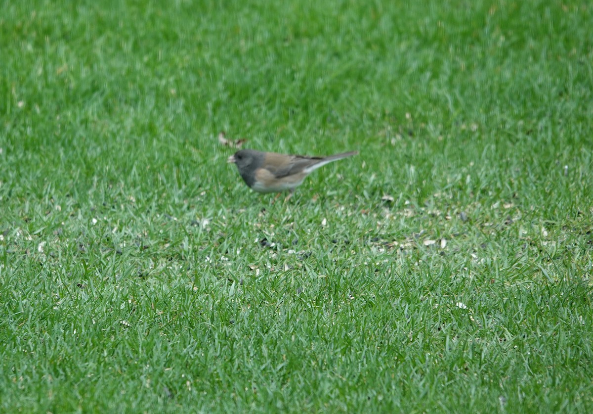 Dark-eyed Junco (Oregon) - ML633194607