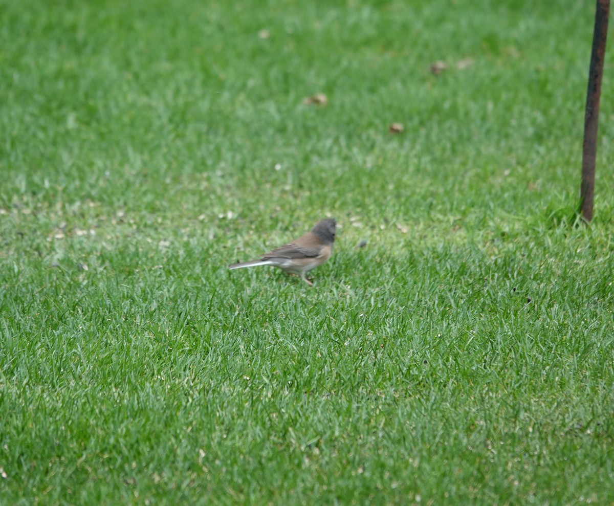 Dark-eyed Junco (Oregon) - ML633194608